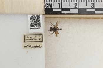 Media type: image;   Entomology 773066 Aspect: Labels